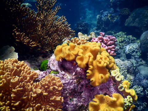 Coral landscape