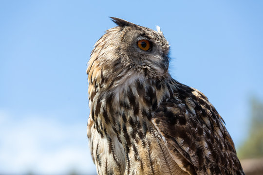 Owl -  bird from the order Strigiformes
