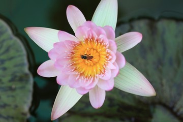 The water lotus beautiful