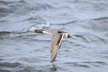 オナガガモ飛翔