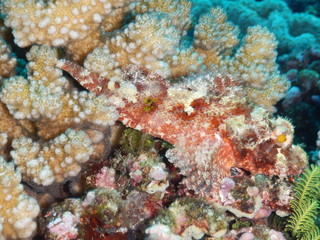 Fototapeta na wymiar Papuan Scorpionfish (Scorpaenopsis papuensis) hiding in corals