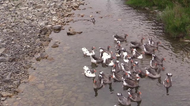 Ocas en el r&iacute;o