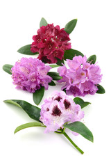 group of Rhododendron flowerheads on white background