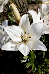 Fototapeta na wymiar Beautiful white flower lily
