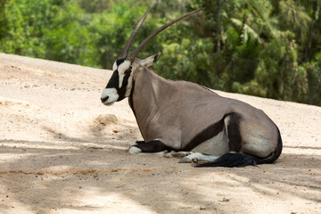 portrait of Gemsbok, Oryx gazella,dominant Gemsbok antelope