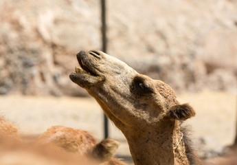 the portrait of Camels on the farm
