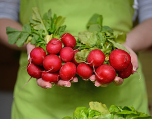 Fresh organic radish in woman's hand