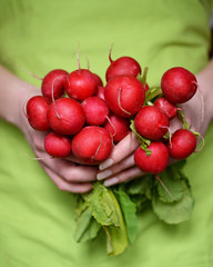 Fresh organic radish in woman's hand