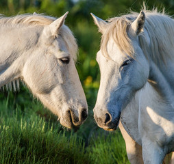 Portrait of two White Camargue horses. Parc Regional de Camargue. France. Provence. An excellent illustration