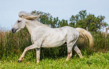 Fototapeta premium White Camargue Stallion beautiful runs in the paddock. Parc Regional de Camargue. France. Provence. An excellent illustration