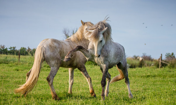 Two white Camargue stallion playing with each other in the field. Parc Regional de Camargue. France. Provence. An excellent illustration
