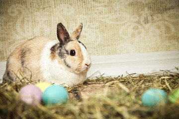 Hase legt Eier