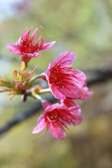 Obraz premium wild cherries blossom