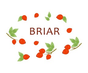 the red briar