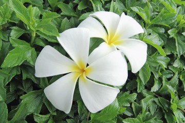 Plumeria flower