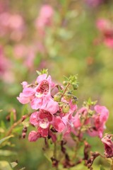 Fototapeta premium Forget me not flower