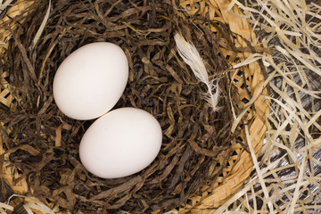 Two chicken eggs in a nest