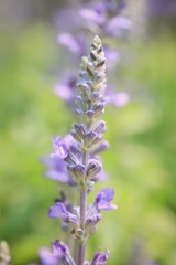 field purple salvia flowers