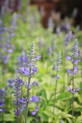 field purple salvia flowers