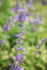 field purple salvia flowers