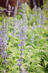 field purple salvia flowers