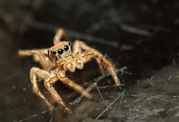Jump spider