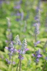 field purple salvia flowers