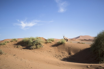 Fototapeta na wymiar A Gemsbok grazes in Sossusvlei, Namibia.