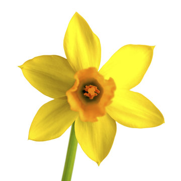 yellow daffodil, narcissus isolated on white background