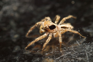 Jump spider