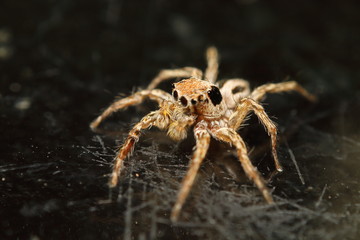 Jump spider