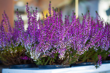 Obraz premium Heather bushes in the pots.