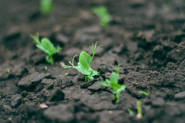 Sprouted Pea sprouts in the garden close-up. Selective focus. Pea sprout on the ground in the spring. Agriculture.