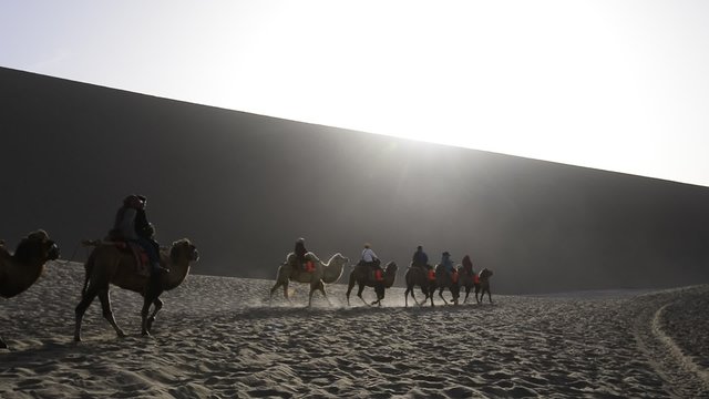 In the desert camel