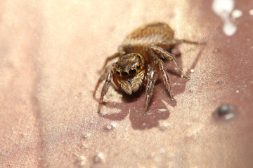 Jump spider