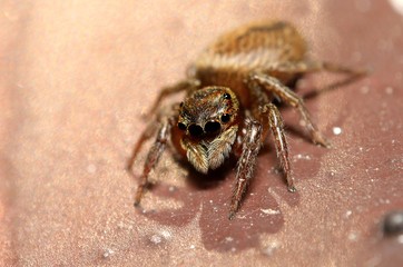 Jump spider