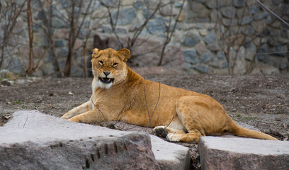 African Lion