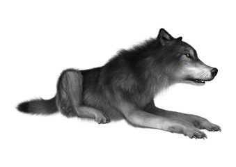 Wild Wolf on White