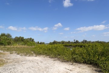 Fototapeta na wymiar Mangrove trees growing in Florida Everglades