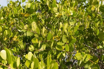 Mangrove trees growing in Florida Everglades