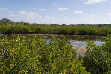 Obraz na płótnie Canvas Mangrove trees bordering lake in Florida Everglades