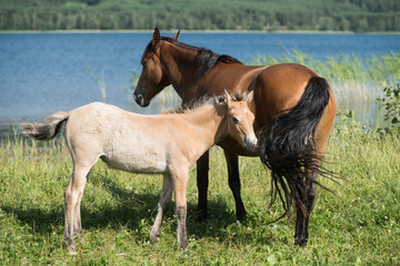 Mare horse with its foal