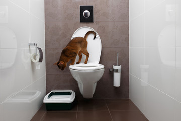 Curious Abyssinian Cat Sitting on toilet bowl and Looking down