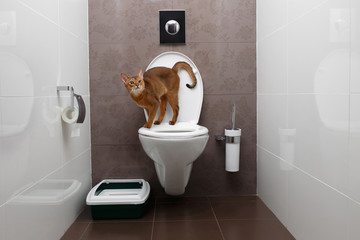 Curious Abyssinian Cat uses toilet bowl