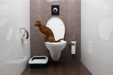 Clever Abyssinian Cat uses toilet bowl