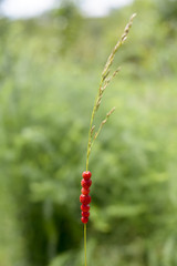 wild strawberry on grass