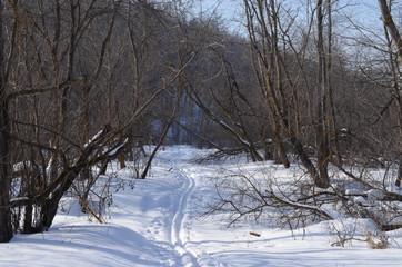 Лыжня в лесу