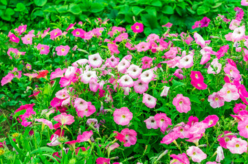 Petunia flowers in the garden