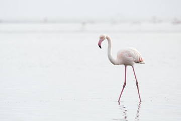 Fototapeta na wymiar Flamingo at the Walvis Bay wetland