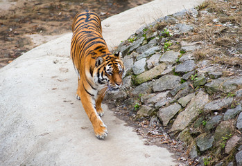Amur Tiger